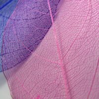 dried leaves